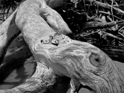 The photograph is a monochrome picture of a tree.